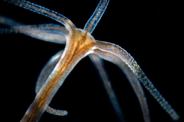 Kraken официальный сайт вход
