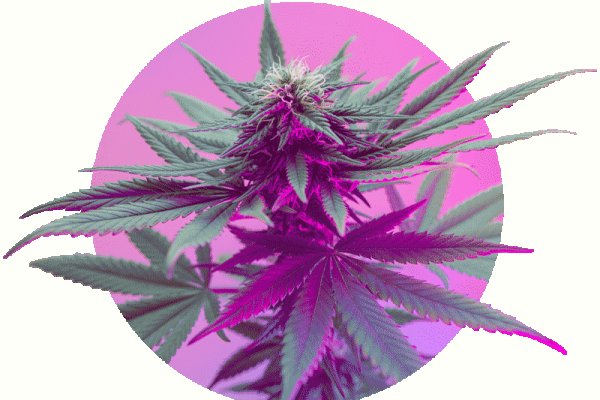 Кракен официальная kr2web in